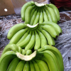 Best quality Fresh Green Cavendish Banana