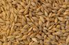 Quality And Sell Wheat Barley Grain