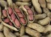 Good quality peanuts 100% Natural peanut Peanut without shell