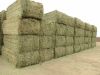 alfalfa hay, alfalfa hay, animal feed, alfalfa bales, pellet, animal meal, cattle, livestock, heifer, cow, goat, sheep meal