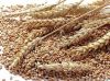 BEST QUALITY WHEAT GRAINS