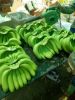 Fresh Long Green Cavendish Banana Frozen Fresh Banana Leaf Freeze Dried Banana  Lyophilized Banana