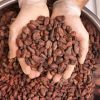 Cocoa Shells Cocoa Husk Natural Fermented And Dried Cacao Cocoa Beans Dried Grade A Cocoa Beans cocoa powder cocoa butter Cacao Chocolate Bean quality Pure dark chocolate coin HDDB85