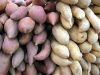 Sweet White Potatoes and Sweet Purple Potatoes