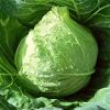 FRESH CABBAGE