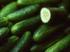 High Quality Fresh Cucumber Wholesale