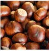 QUALITY BULK CHESTNUT FOR SALE