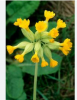 Cowslip (dried plants)