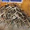 Red Deer Antlers for TCM or Pet Food.