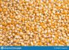 DRY CORN/MAIZE