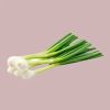 Top Quality Fresh Scallion For Sale