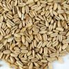 Rolled Oats , Oats Flakes, Oats Flour Hulled Oats