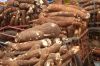 Hot Selling Vegetables Large Quantity Market Sale New Crop Manioc Yucca Roots Quality Fresh Cassava Tapioca