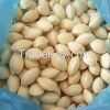 Bulk Stock Available Of Dried Ginkgo Nuts At Wholesale Prices