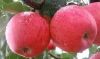 Fresh Royal Gala Apples, Golden Delicious Red Apples