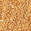 Wheat 12.5% Protein