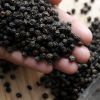 Vietnamese Black Pepper 570 G/L FAQ & Cleaned