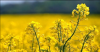 rapeseed