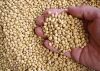 Non GMO SOYBEAN SEEDS