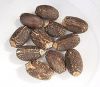 Manufacture Jatropha Seeds  For Sale