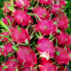 Sell Fresh Vietnam Dragon Fruit - High Quality