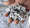 High Quality Whole cotton seed