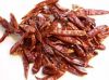 Dried red chilli