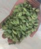 Green cardamom