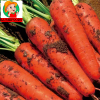 export fresh carrot/dry carrot/Chinese carrot