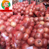 export fresh onion/onion powder/Chinese onion