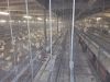 Professional Poultry installation farm for 100.000 birds (used)