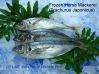 Sell Frozen Horse Mackerel (Trachurus Japonicus)