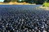 BITUMEN