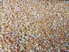 wheat bran/ yellow corn for animal feed