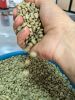 High-Quality Arabica Coffee Beans: Mild, nuanced, and complex. Notes of fruit, floral, and wine. Ideal for specialty coffee blends