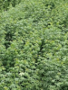 Raspberry sweet leaf tea contains rich protein, crude fat, crude fiber and a variety of amino acids, contains a variety of vitamins and mineral elements, has a certain health care role.