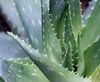 Sell Aloe Extract