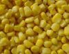 IQF frozen sweet  corn