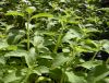 Sell Stevia Leaf Extract