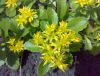 Sell Rhodiola Rosea Extract