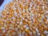  Maize | Maize Exporter | Corn Grain Seller | Maize Buyer | Bulk Maize Grain Importer | Corn bean Buyer | Corn bean Wholesaler | Corn Grain Manufacturer | Best Quality Corn Grain | Cheap Maize Supplier | Low Price Corn | Yellow Corn | White Cron | Baby Ma