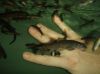 Sell Garra Rufa Doctor Fish