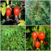 Sell Rose hip Extract