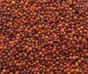 Pigeon Pea Beans