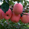 Fresh Fuji Apples