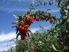 Sell Organic Goji Berries,