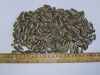 Sell Striped sunflower seeds - Confeta Jaguar 22/64