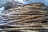 Sell Fresh burdock