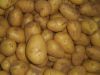 Sell Chinese Fresh Potato