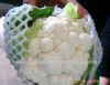 Sell 2012 new crop cauliflower